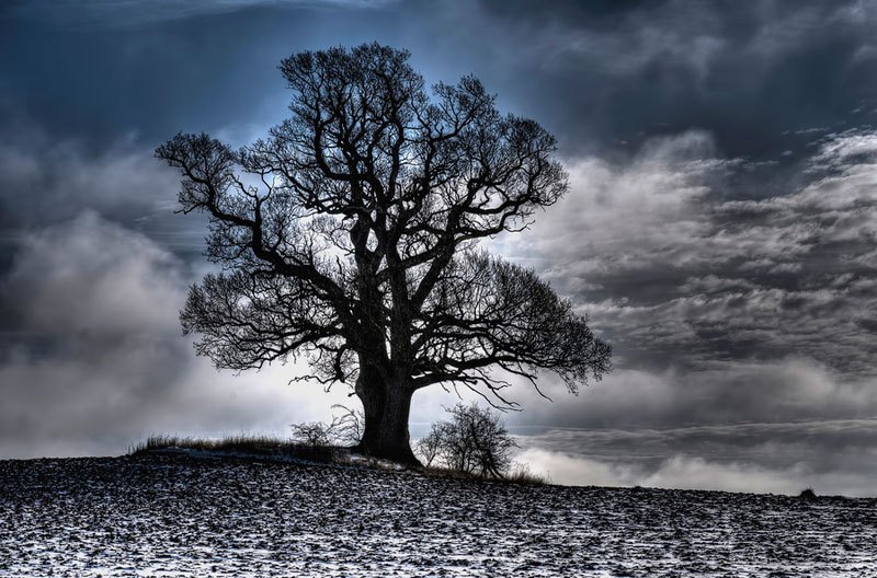 tree-in-winter-dormancy