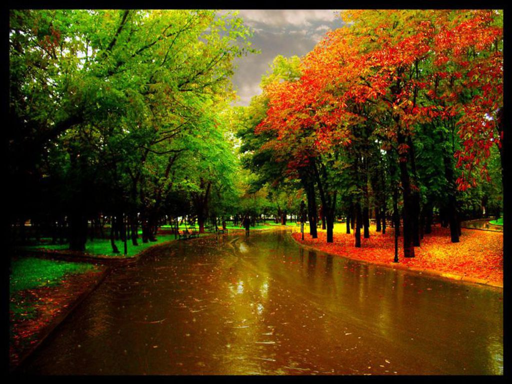 the park in the autumn rain Wallpaper di0zj