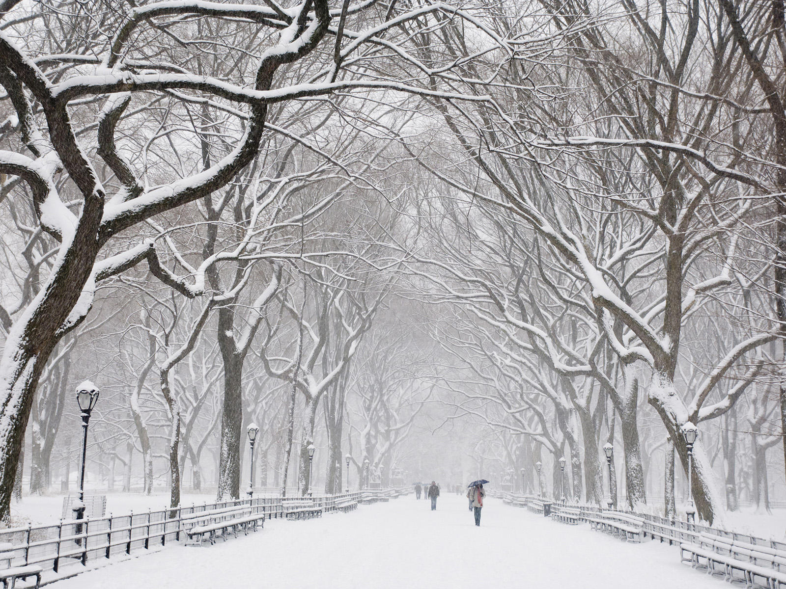 snow-covered-trees-central-park-new-york