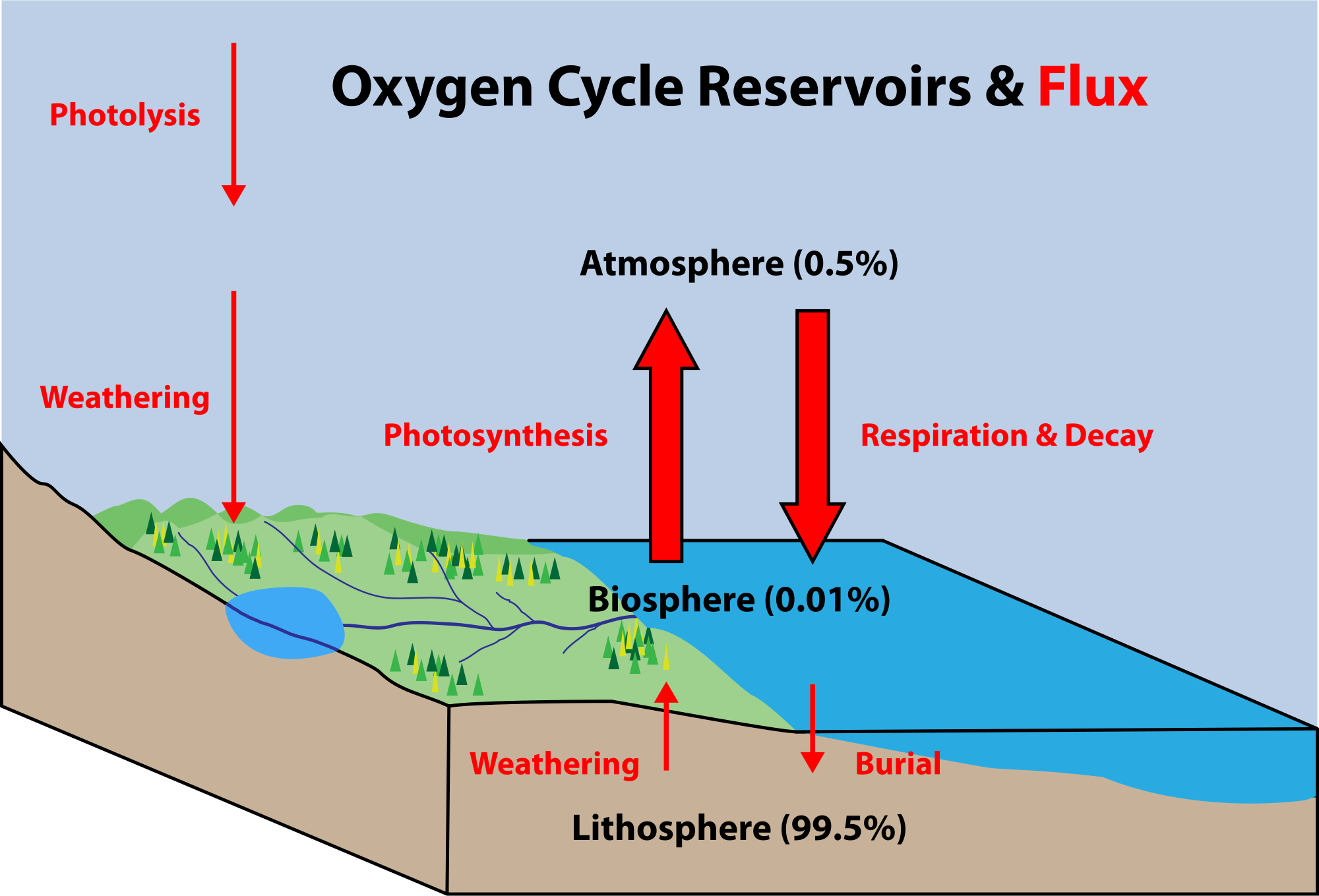 oxygen-cycle