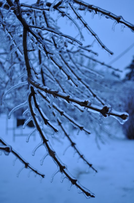 icy-weather-branches