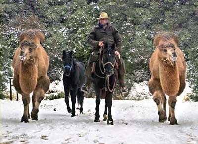 Camels on snow_1
