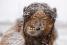 Camel - snow_1