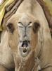 Camel_1